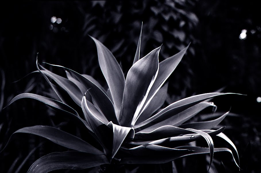 Link to: Agave attenuata - Bloedel Conservatory
